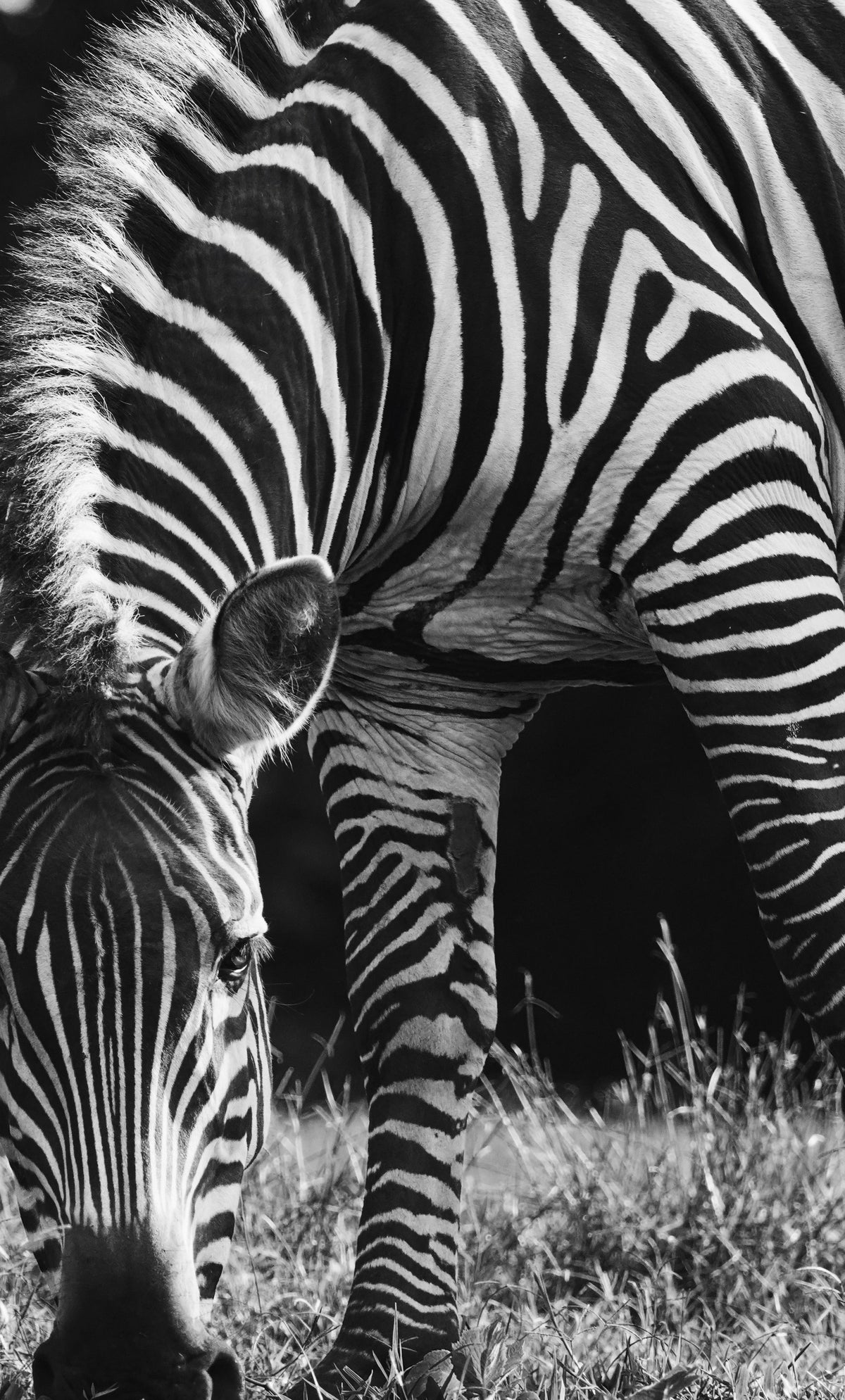 Africa