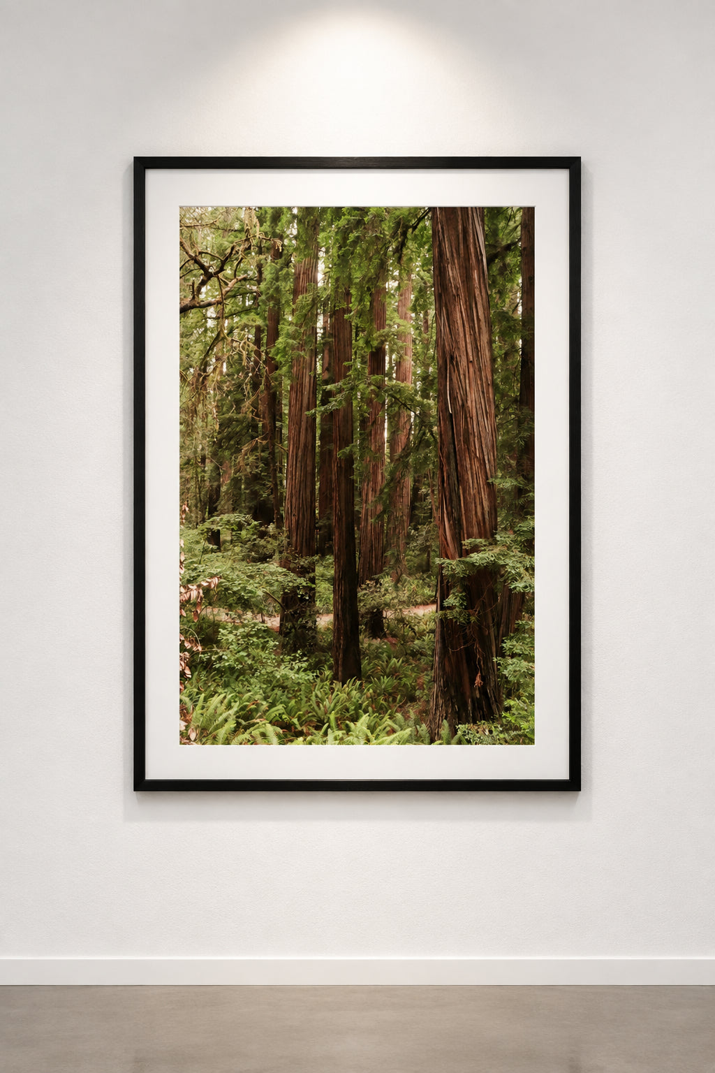 A dense forest of tall redwood trees with thick brown trunks and green foliage, surrounded by ferns and undergrowth.