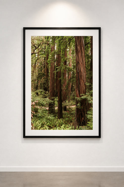 A dense forest of tall redwood trees with thick brown trunks and green foliage, surrounded by ferns and undergrowth.