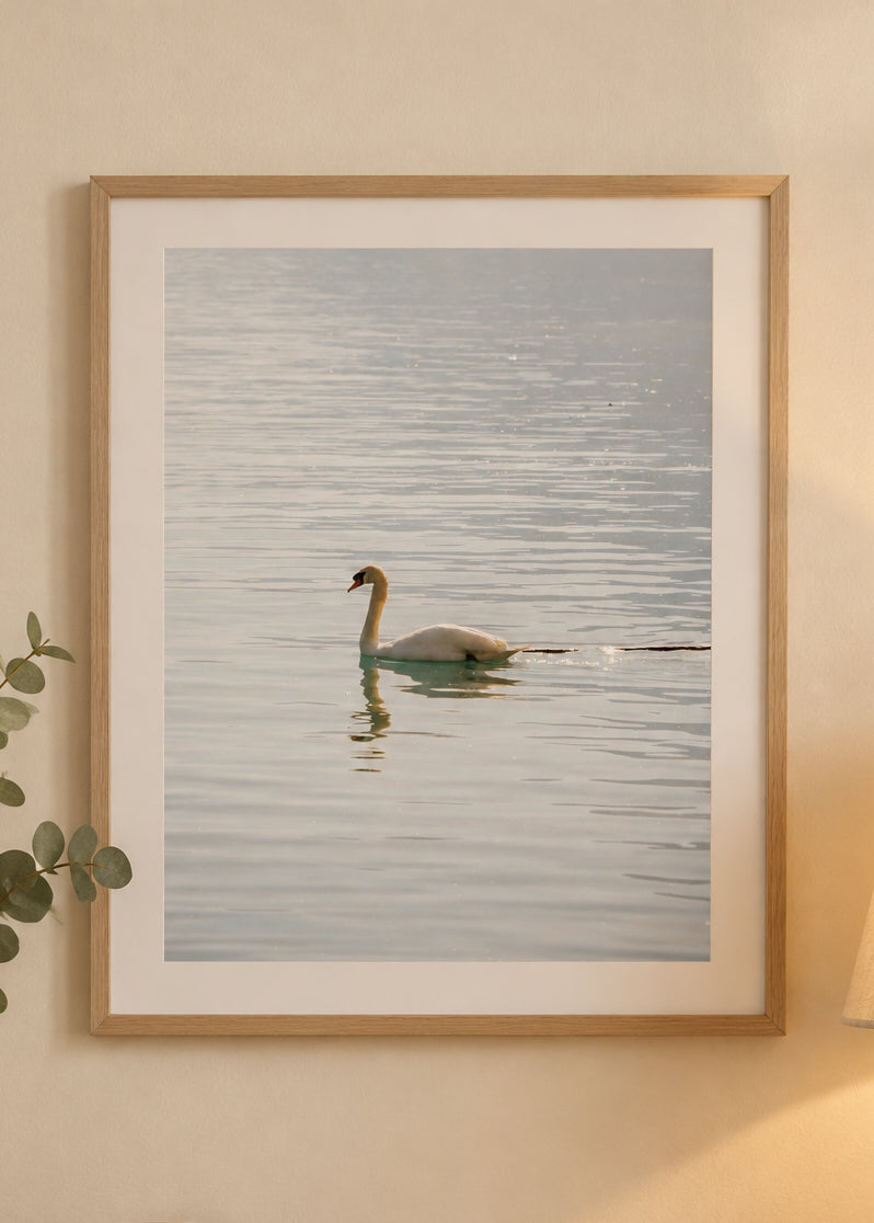 'Lone swan' print