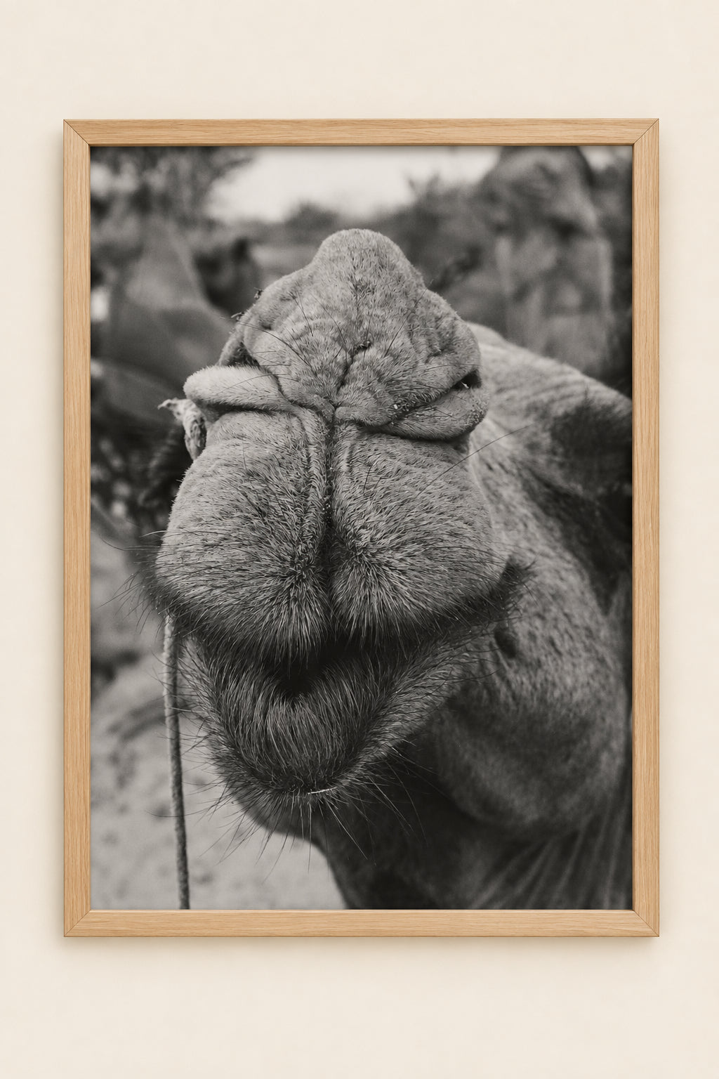 Black and white close-up photograph of a camel's face and textured fur, with a blurred natural background.