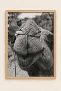 Black and white close-up photograph of a camel's face and textured fur, with a blurred natural background.
