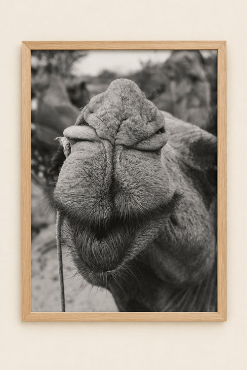 Black and white close-up photograph of a camel's face and textured fur, with a blurred natural background.