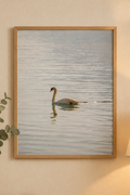 Swan gliding across calm water in a light wooden frame without a white border