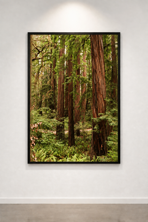 Redwood forest photograph without a white border inside a slim black frame on a softly lit gallery wall