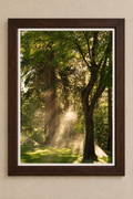 Sunlit green woodland photograph in a dark brown wooden frame with a white border