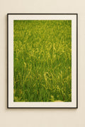 A close-up view of a lush green rice field with tall grasses swaying in the sunlight.