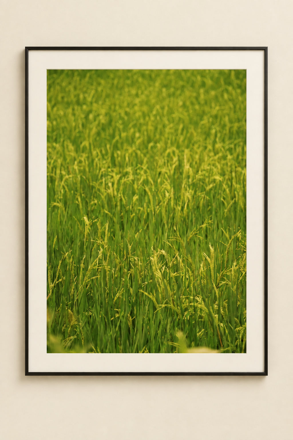 A close-up view of a lush green rice field with tall grasses swaying in the sunlight.
